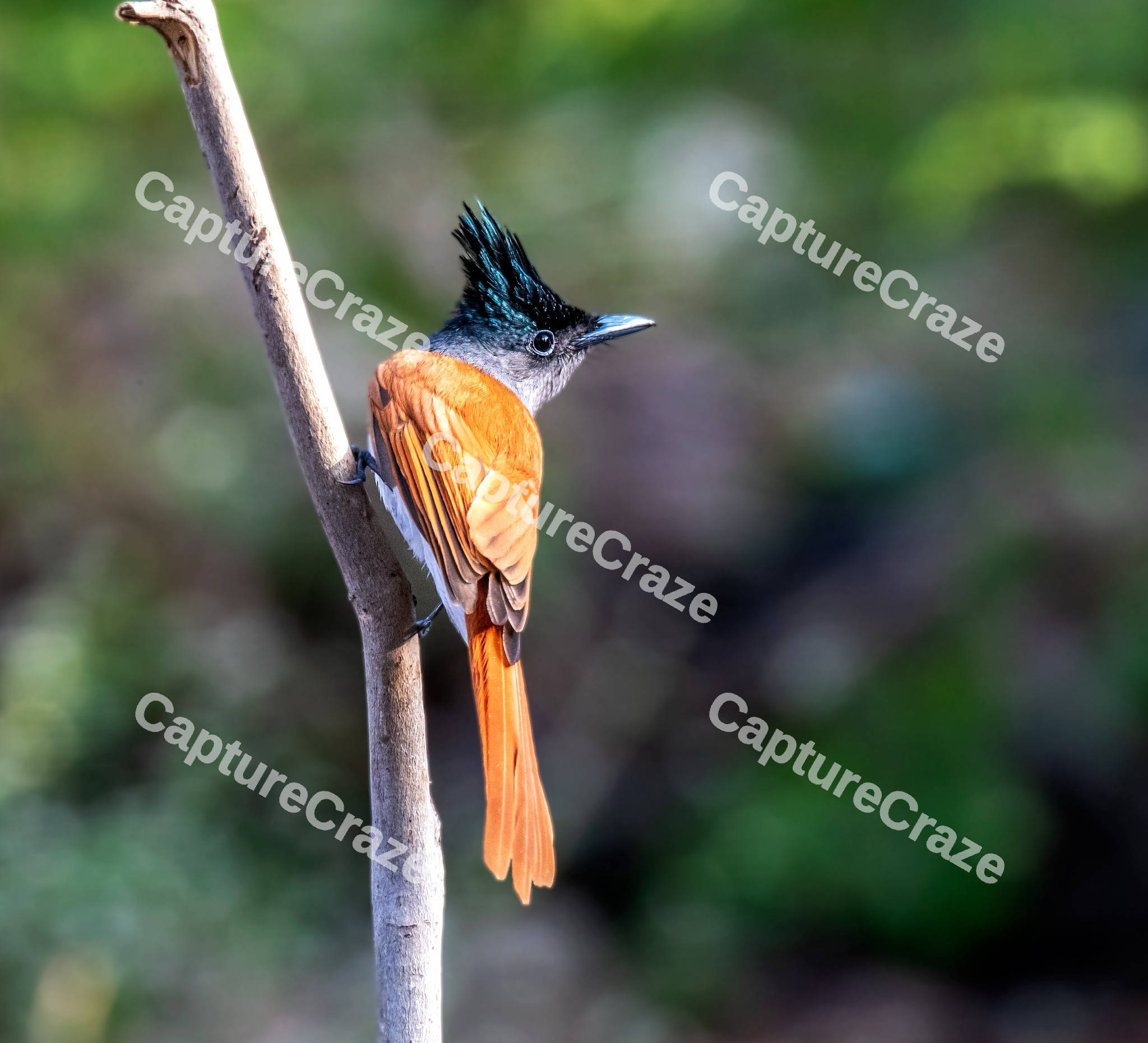 Indian paradise flycatcher